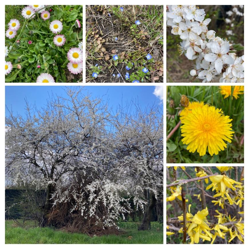 Oznaki Wiosny Oznaki Wiosny